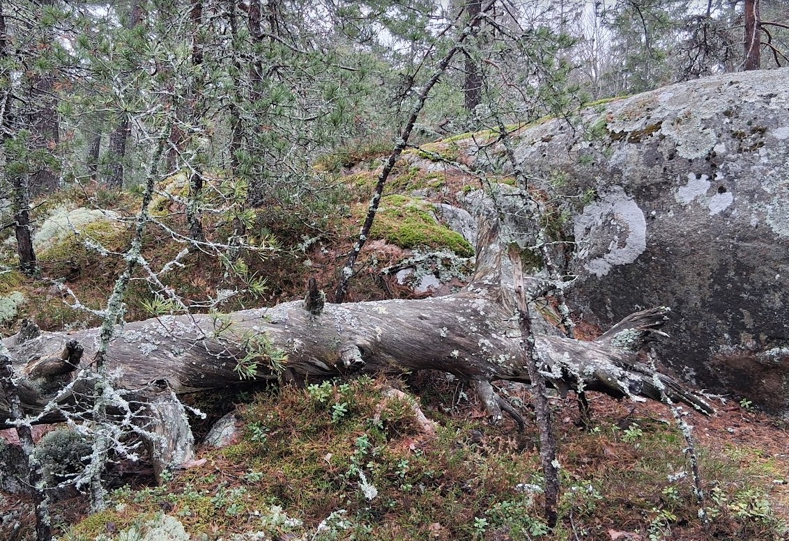 Skog med träd och sten.