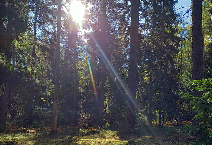 Solstrålar i skogen
