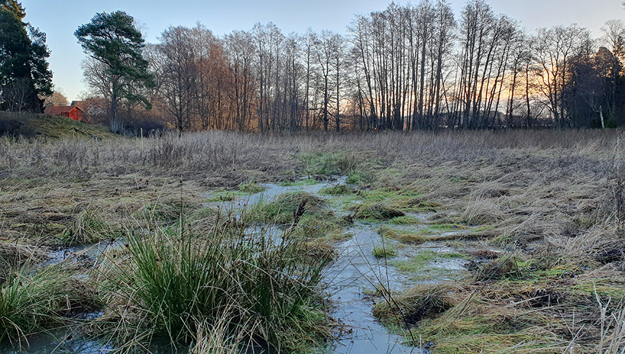 Ett brett dike med vass, gräs och öppet vatten. I bakgrunden skymtar sjön bakom träd.