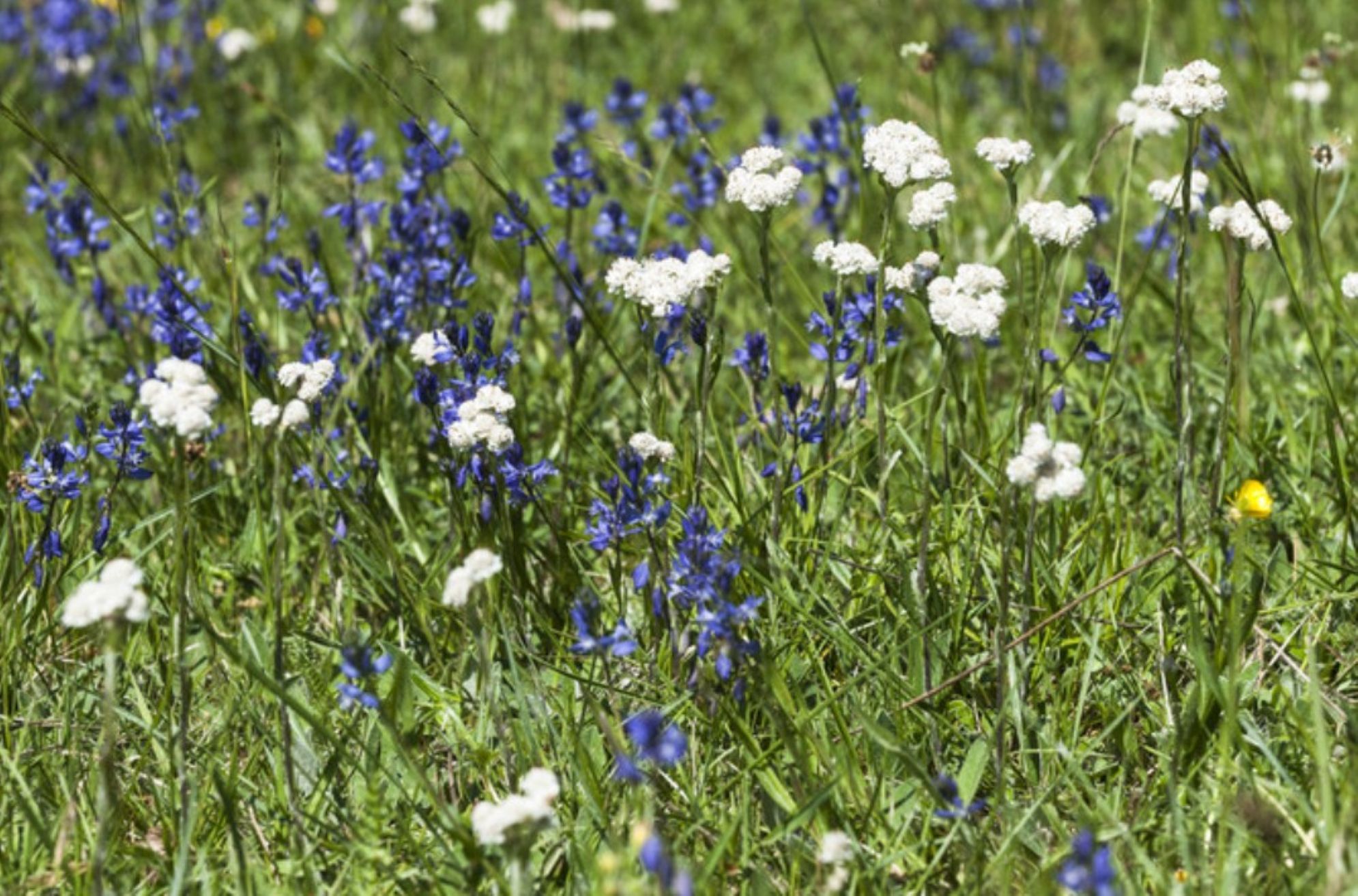 Vita och blåa blommor
