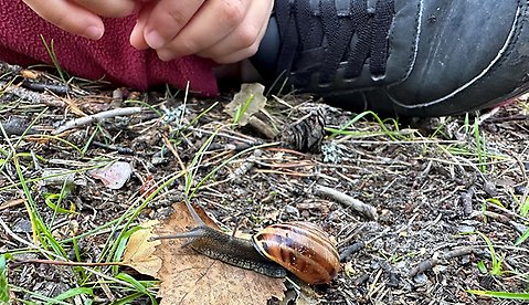 Ett barns fot och hand nära en snigel som kryper på ett löv i skogen.