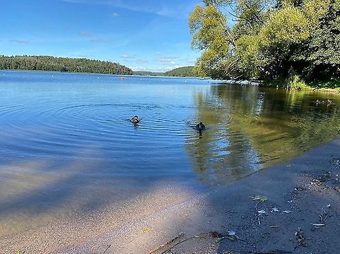 En sjö med lummiga träd och lite sand synligt och två ankor som simmar i vattnet.