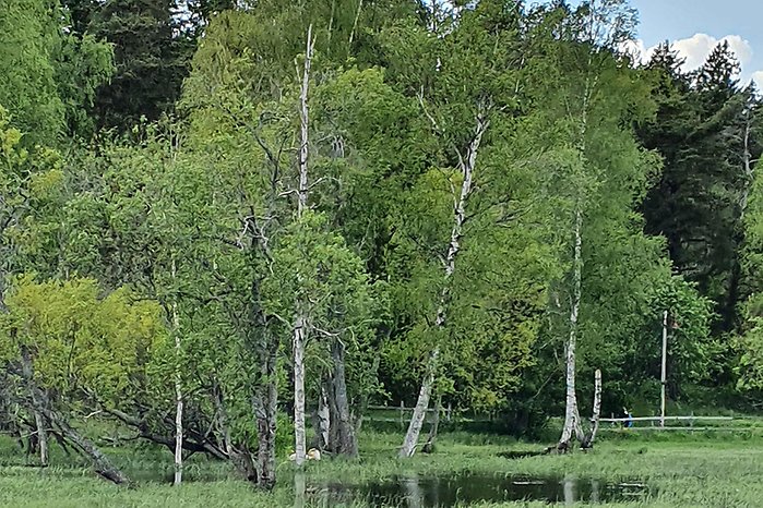 Bild på en del av våtmarken som har blivit anlagd. Bilder visar bild på gröna träd och promenadstråket. 
