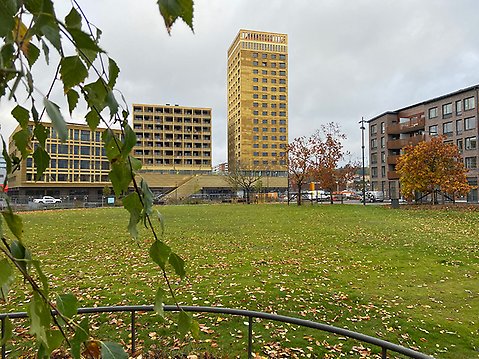 En stor park med grönområde och träd i förgrunden. I bakgrunden syns tre hus i guldfärgad fasad var av en skyskrapa. 