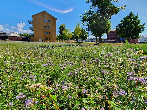 En blomsteräng intill bostadsområdet Eds Allé från sommaren 2021. Foto: Henrik de Joussineau