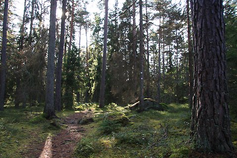 Skogsmiljö i Bergaskogen.