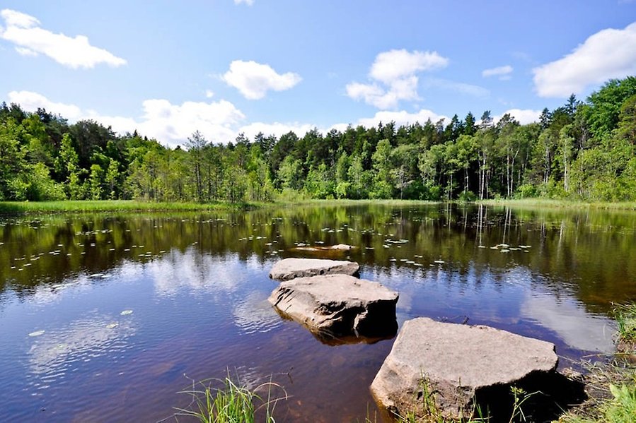Sandakärret i Sandaskogen som är ett av Väsbys populära naturområden.