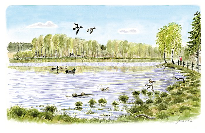 Illustration av en sjö med fåglar och gäddor vars fenor sticker upp över ytan.