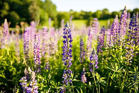 blomsterlupin på bild