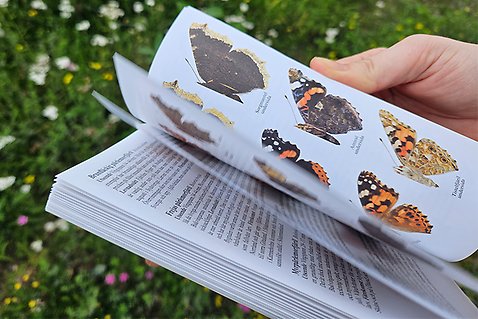 Händer som bläddrar i en bok med bilder på fjärilar.